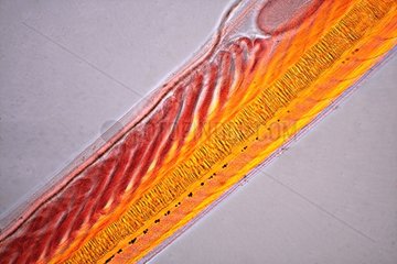 Pharyngeal pouch of Amphioxus by light microscopy