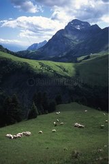 Mount Charvin above sheep in montain pasture Savoie