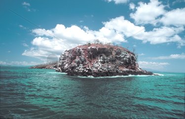 Mariela Isla an der WestkÃ¼ste von Isabela Galapagos