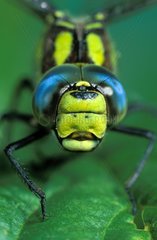 Face to face with Azure hawker posed on leaf France
