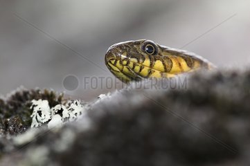 Portrait of a Viperine water snake