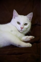 Porträt einer weißen Katze Frankreich