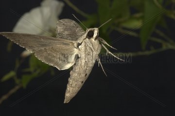 Convolvulus Hawk Moth in Flug Saône et Loire Frankreich