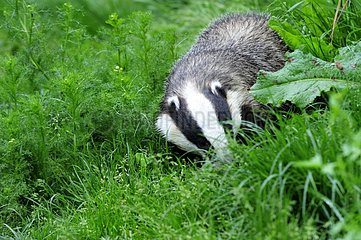Eurasian badger searching for food England