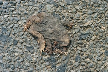 European toad crushed on an asphalt road