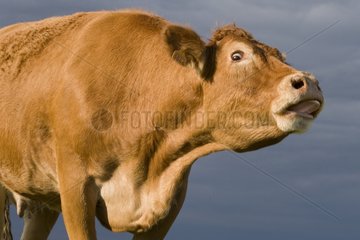 Portrait of a Limousine cow mooing France