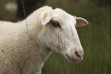 Porträt von Kempen Heath Sheep Niederlande