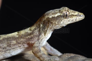 Porträt von Mouming Gecko