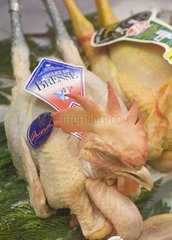 Bressen Huhn auf einem Stall von Poulterer Frankreich