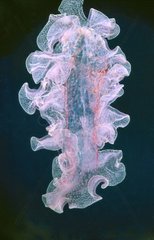 Arm of a Mauve stinger jellyfish Estartit Espagne