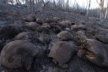 Cadavres de tortue d'Herma Massif des Maures été 2003