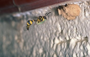 Potter Wasp carrying a caterpillar to its nest