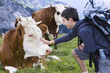 Boy and Abondance cows at rest in a pasture Alpes France