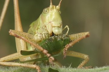 Großer grüner Busch -Cricket  der eine Insekten -Bourgogne Frankreich isst