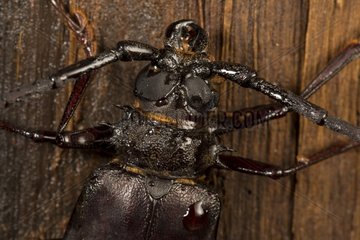 Portrait of Longhorn Beetle on bark - Barro Colorado Panama
