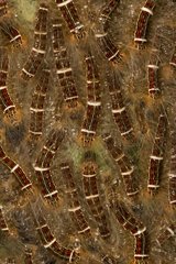 Caterpillars in tropical forest - Barro Colorado Panama