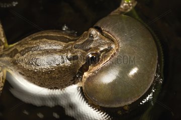 Pacific Tree Frog singing - Conboy Lake Washington USA