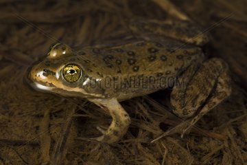 Oregon Spotted Frog - Conboy Lake Washington USA