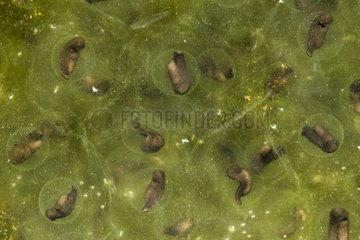 Oregon Spotted Frog eggs - Conboy Lake Washington USA