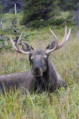 Male Moose lying down in tundra Anchorage Alaska