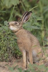 Mountain hare eating a leaf Bischoffsheim France