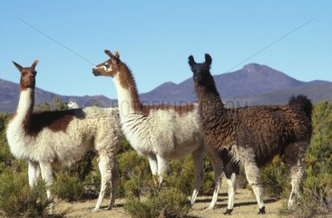 Trois Lamas Altiplano Bolivie