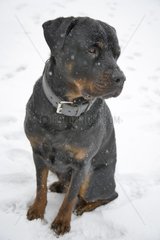 Rottweiler in snow France