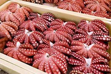 Octopus Fish Market of Tsukiji Tokyo Japan