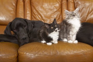 Deutsche Hund  der mit Maine Coon Kätzchen auf einem Sofa liegt