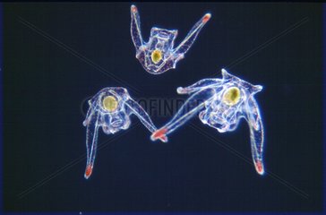 Planktonique larvae of granulous Sea urchins swimming