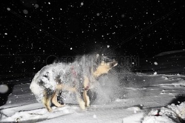 Schütteln Sie Hundeschlitten in Schnee Grönland