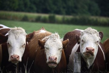 Montbéliard cows behind fence France