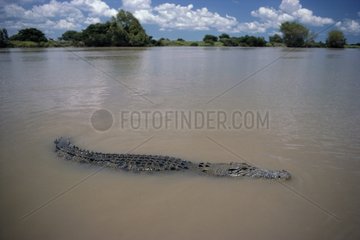 Marin Crocodile Adelaide River Australia NT