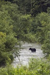 Grizzly Bear crossing a river Alaska USA