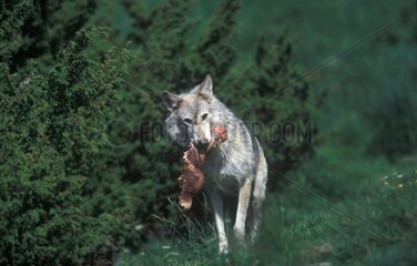Common Gray Wolf with meat in the mouth Scotland