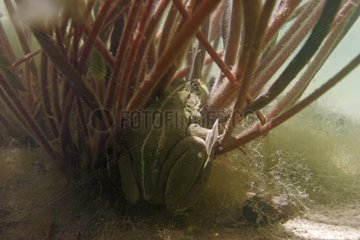 Grüner Frosch unter Wasser in einem Provence -Teich [at]