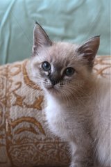 Portrait of a kitten in a house