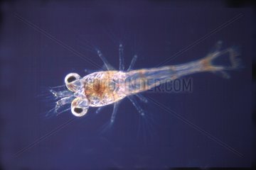 Larva Zoe of shrimp under the optical microscope