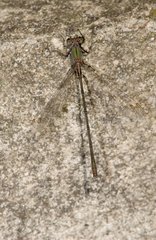 Dragonfly on a rock Spain