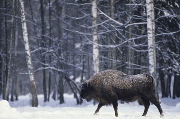 Bison d'Europe marchant dans la neige Forêt de Bialowieza