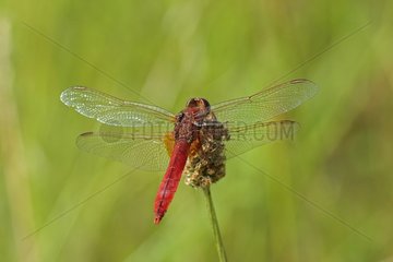 Sympetrum common in a meadow