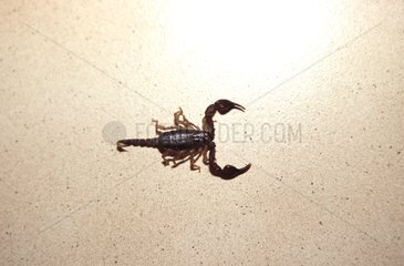 European yellow tailed scorpion in a house Sisteron France
