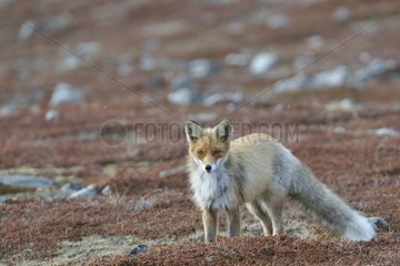 Red Fox watching in the toundra Varanger Norway