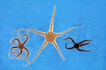 Three species of brittle stars