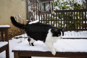 Katze  die mit Schnee bedeckt ist