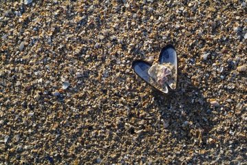 Shell Mussel and shell wastes Normandie