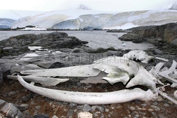 Whale skeleton on the coast