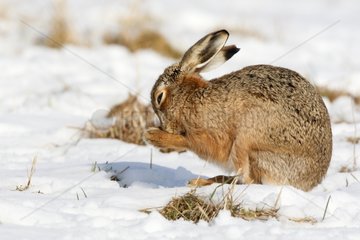 European hare in snow cleaning itself Great Britain