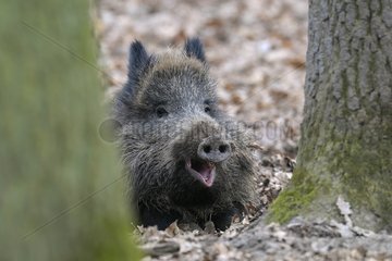 Wild boar between trees in winter Hesse Germany