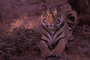 Porträt des weiblichen Tiger Bandhavgarh NP India
